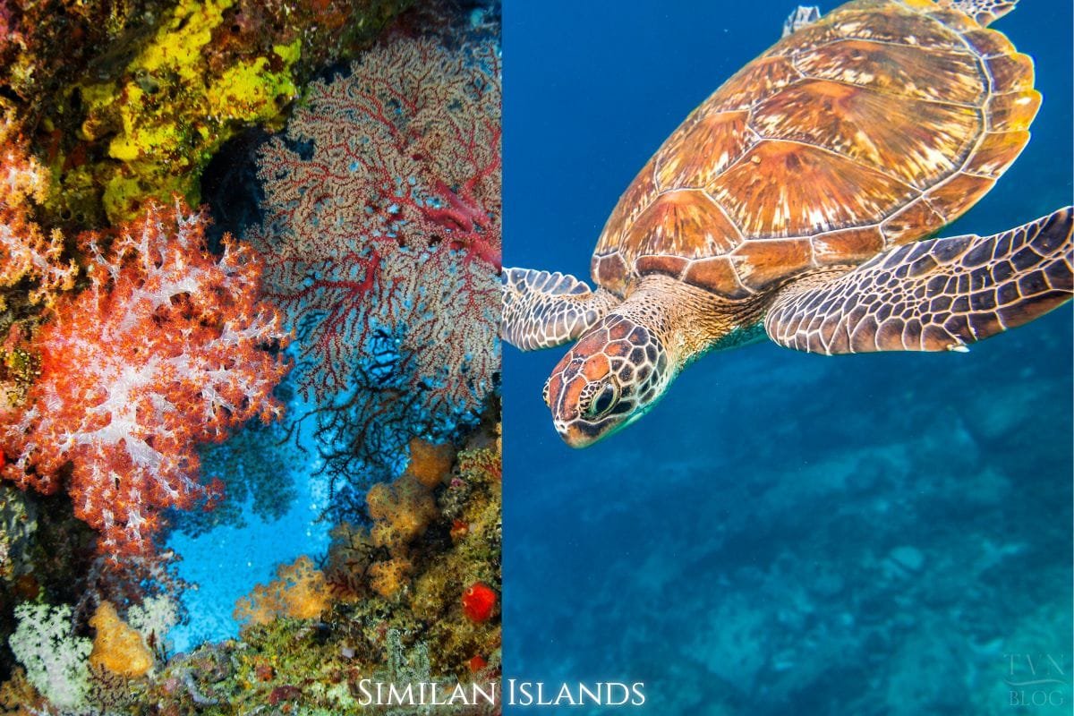 Discover Phang Nga Attractions: The Best Day Trips from Natai Beach, Thailand | Twin Villas Natai Snorkeler exploring coral reef and tropical fish in the clear waters of the Similan Islands, Thailand.